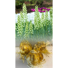 (1) FRITILLARIA PERSICA ALBA BULBS (ADIYAMAN) WHITE V LARGE BULBS HARDY SPRING GARDEN PERENNIAL