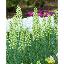 READY POTTED 1 LITRE POT FRITILLARIA PERSICA ALBA BULB (ADIYAMAN) IVORY-WHITE BELLS HARDY SPRING GARDEN PERENNIAL