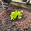 Organic Slug & Snail Barrier Pellets Plant Vegetable Protection 2.5kg 5