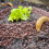 Organic Slug & Snail Barrier Pellets Plant Vegetable Protection 2.5kg 6