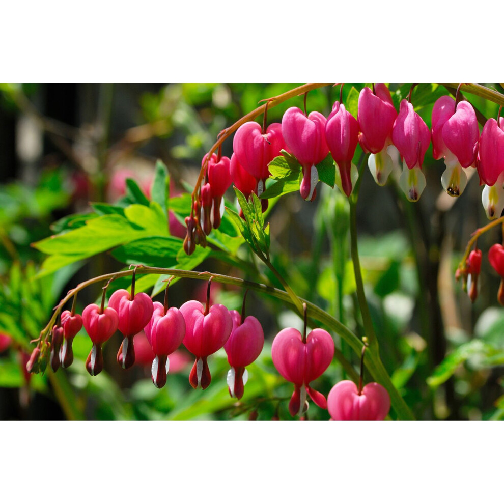READY POTTED 1 LITRE POT DICENTRA SPECTABILIS (BLEEDING HEART) PINK SUMMER PERENNIAL PLANT