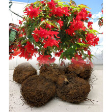 (10) RED PENDULA BEGONIA TRAILING BULBS/CORMS GARDEN/HANGING BASKET SUMMER FLOWERING