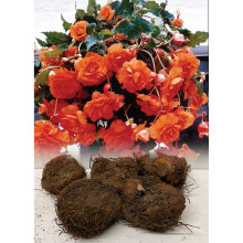 (10) ORANGE TRAILING BEGONIA (PENDULA) BULBS/CORM GARDEN/HANGING BASKET SUMMER FLOWER