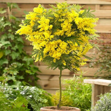 Mimosa Tree Acacia dealbata 'Gaulois Astier' live plant 70-100cm tall