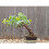 White Grape Vine Bonsai Fruiting Blooming unique mini tree plant pot 3