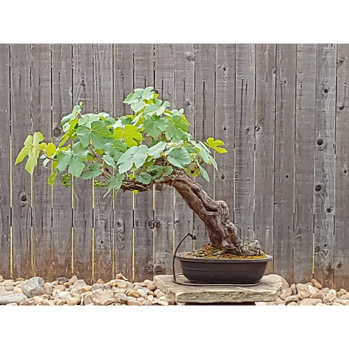 White Grape Vine Bonsai Fruiting Blooming unique mini tree plant pot 2