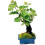White Grape Vine Bonsai Fruiting Blooming unique mini tree plant pot 4