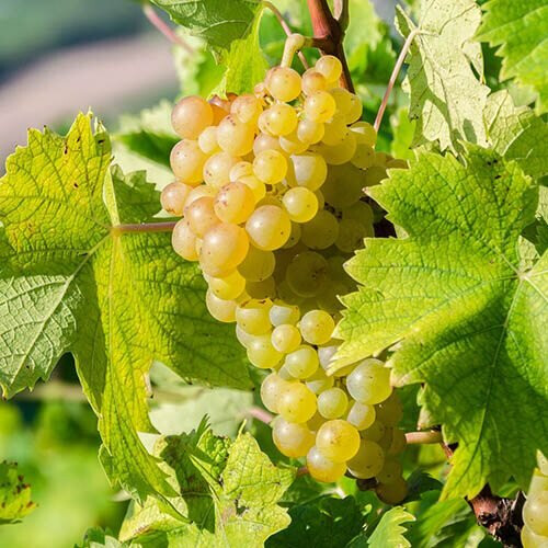 White Grape Vine Bonsai Fruiting Blooming unique mini tree plant pot 1