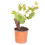 White Grape Vine Bonsai Fruiting Blooming unique mini tree plant pot 1