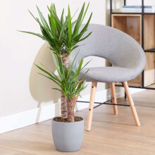 (Yucca 3 stem 90/45/20cm - 1.3m Tall in 24cm Pot) Yucca elephantipes Dramatic Architectural Plant