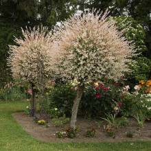 Pair of Flamingo Willow Salix integra 'Hakuro-nishiki' 80cm tall