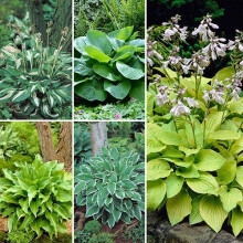 5 x Hardy Hosta Plants Garden 5 Shade loving slug-resistant varieties