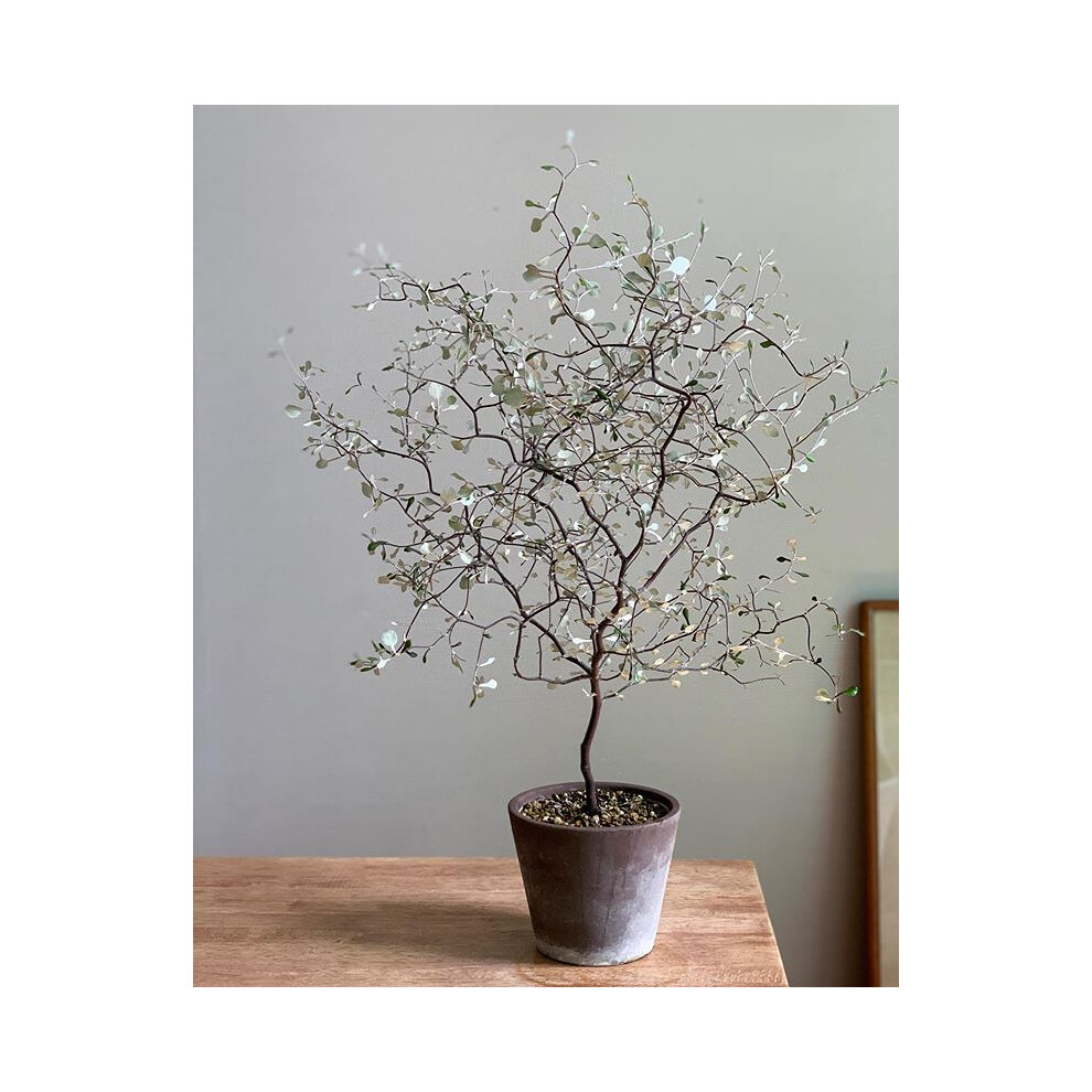 New Zealand Wire Netting Bush Silver Corokia Cotoneaster indoor outdoo