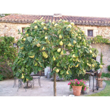 Quince edible fruit Tree Cydonia oblonga Gigante Champion approx 4ft