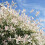 Flamingo Willow Salix integra 'Hakuro-nishiki' 80cm tall 3