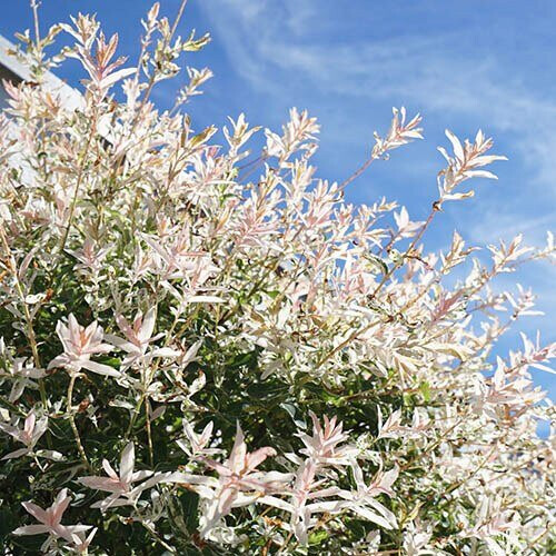Flamingo Willow Salix integra 'Hakuro-nishiki' 80cm tall 2