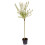 Flamingo Willow Salix integra 'Hakuro-nishiki' 80cm tall 4
