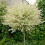 Flamingo Willow Salix integra 'Hakuro-nishiki' 80cm tall 5