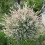 Flamingo Willow Salix integra 'Hakuro-nishiki' 80cm tall 6