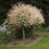 Flamingo Willow Salix integra 'Hakuro-nishiki' 80cm tall 1