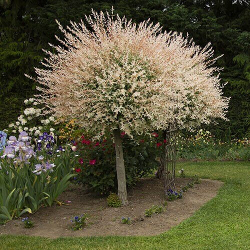 Flamingo Willow Salix integra 'Hakuro-nishiki' 80cm tall