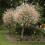 Flamingo Willow Salix integra 'Hakuro-nishiki' 80cm tall 2