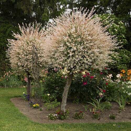 Flamingo Willow Salix integra 'Hakuro-nishiki' 80cm tall 1