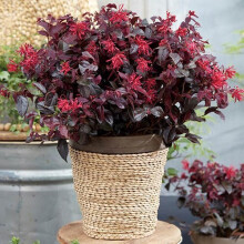 2 x 2 year old Loropetalum 'EverRed' Chinese Witch Hazel plants shrubs