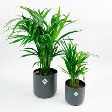 2 x Areca Butterfly Palm 50-60cm tall Live Plant in 14cm Pot Indoor / outdoor