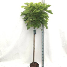Large Catalpa bignoides Nana Indian Bean Tree Neon foliage 5ft tall