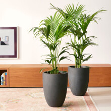 Howea forsteriana Tropical Kentia Palm Tree Indoor Plant 120cm tall