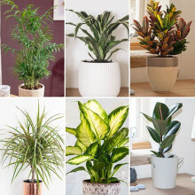 6 PACK of LIVE HOUSE INDOOR PLANTS in 12cm pots Easy Grow beginners