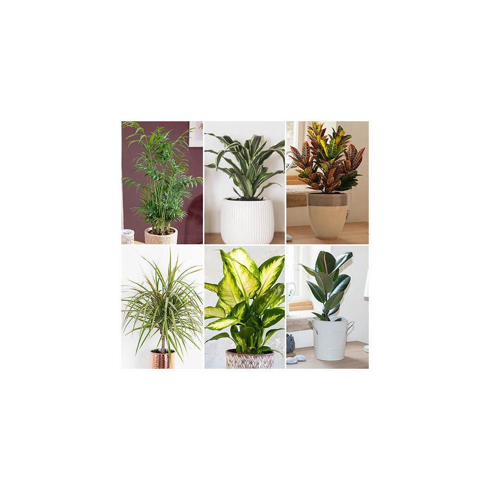 6 PACK of LIVE HOUSE INDOOR PLANTS in 12cm pots Easy Grow beginners