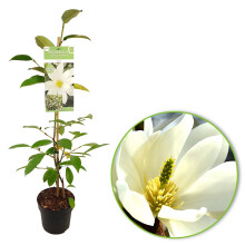 New Zealand Michelia Evergreen Fragrant Winter Magnolia Fairy White