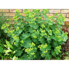 READY POTTED 1 LITRE POT ALCHEMILLA MOLLIS LADYS MANTLE