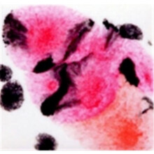 Sax True Flow Lead-Free Non-Toxic Crystal Magic Glaze - 1 Pt. - Poppy Fields