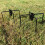 Selections Set of 2 Bird Feeding Station Stabilisers Stand Base 2