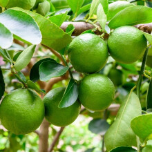 Lime Tree Citrus Plant 20-30cm tall including 9cm pot Easy to grow
