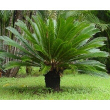 Cycad revoluta large Specimen King Sago Palm Cycas 40-60cm tall