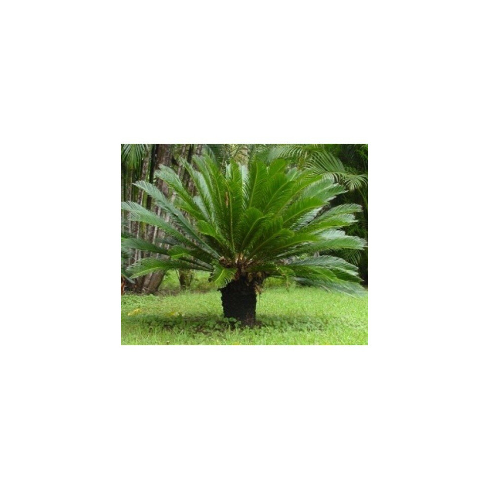 Cycad revoluta large Specimen King Sago Palm Cycas 40-60cm tall