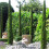 2 x Mediterranean Cypress Trees Cupressus sempervirens upto 4ft tall 2