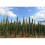 2 x Mediterranean Cypress Trees Cupressus sempervirens upto 4ft tall 7