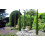 2 x Mediterranean Cypress Trees Cupressus sempervirens upto 4ft tall 3