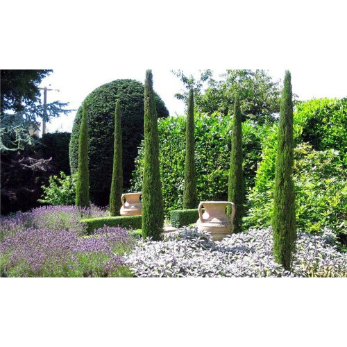 2 x Mediterranean Cypress Trees Cupressus sempervirens upto 4ft tall 2