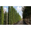 2 x Mediterranean Cypress Trees Cupressus sempervirens upto 4ft tall 4