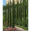 2 x Mediterranean Cypress Trees Cupressus sempervirens upto 4ft tall 5