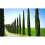 2 x Mediterranean Cypress Trees Cupressus sempervirens upto 4ft tall 1