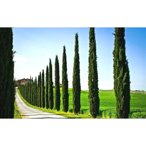2 x Mediterranean Cypress Trees Cupressus sempervirens upto 4ft tall