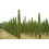 2 x Mediterranean Cypress Trees Cupressus sempervirens upto 4ft tall 6