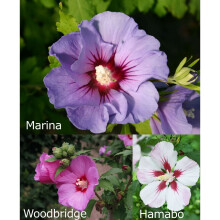 3 x 2L Hardy Hibiscus Shrubs Plant Bundle 40cm tall each 3 varieties